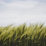 grass