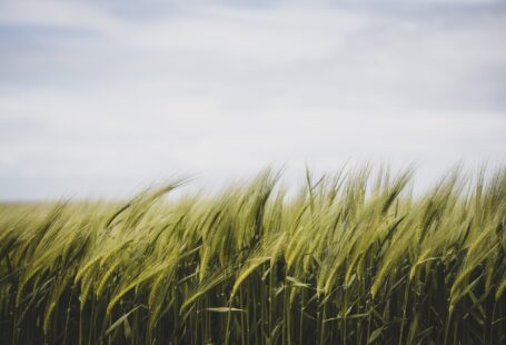 grass