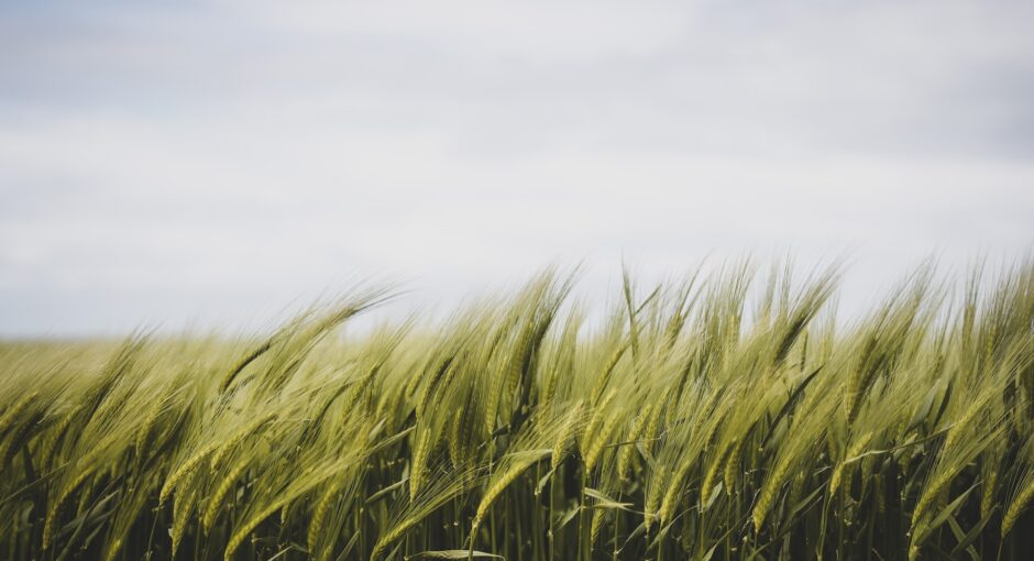 grass